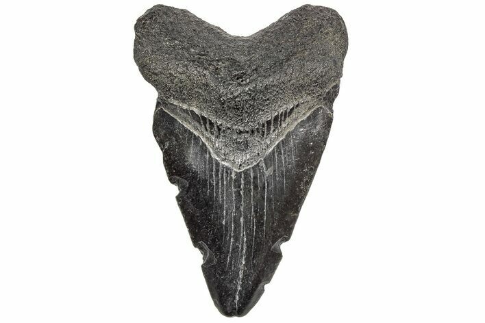 Juvenile Megalodon Tooth - South Carolina #195972